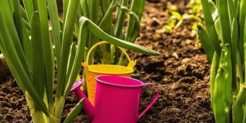 Kakav luk se može saditi u julu